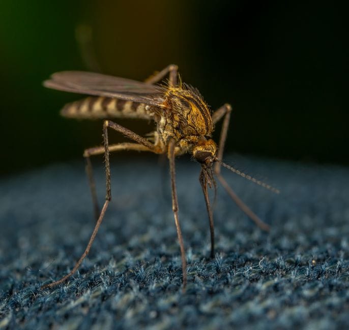 Mosquito